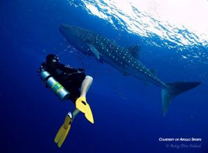 Diving with a Whale Shark